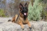 BERGER ALLEMAND 053